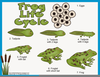 Free Amphibian Clipart Image