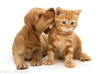 Golden Cocker Spaniel Puppy And Ginger Kitten White Background Image