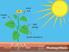 Clipart Photosynthesis Image