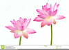White Lotus Flower Clipart Image