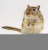 Free Gerbil Clipart Image