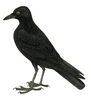 Blackbird Clipart Cartoon Image