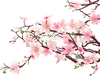 Orange Blossoms Clipart Image