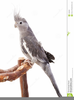 Clipart Cockatiel Image