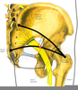 Sciatic Nerve Block Image