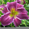 Dark Red Daylilies Image