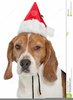 Free Christmas Pet Clipart Image