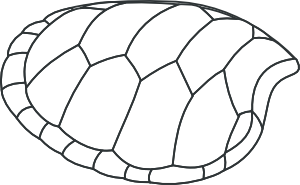 Valessiobrito Hoof Of Green Turtle Clip Art