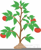 Free Clipart Shrub Image