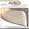 Spider Book Lungs Image