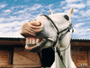 Laughing Horse X Image