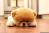 Cute Fluffy Dog Image