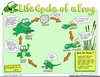 Free Clipart Of Frog Life Cycle Image