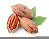 Pecan Clipart Image