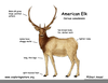 Female Elk Clipart Image