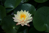 Lotus Image