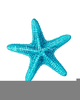 Orange Starfish Clipart Image