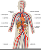 Clipart Veins Image