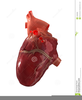 Clipart Heart Human Image