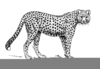 Cheetah Head Clipart Image