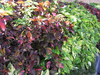 Acalypha Wilkesiana Hedges Image