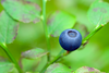 Blueberry Image