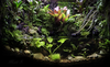 Gallon Paludarium Image