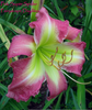 Pink Daylilies Image