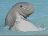 Rare Dolphin Species Image