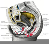 Uterus Bladder Anatomy Image