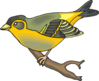 Goldfinch Clip Art