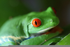 Tropical Rainforest Amphibians Image