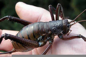 Giant Weta Cricket Image