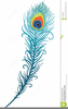 Peacock Feather Illustration Clipart Image