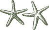 Starfish Image