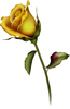 Clipart Of Long Stemmed White Roses Image