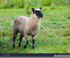 Sheep Suffolk Clipart Image