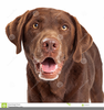 Chocolate Lab Clipart Image