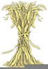 Corn Shocks Clipart Image