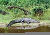 Alligators Habitat Image