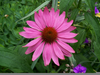 Purple Cornflower Plant Image