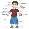 Preschool Clipart Body Parts Image