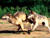 Wolves Running Images Image
