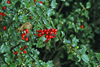 Holly Bushes Image