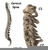 Cervical Spine Image