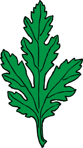 Ivy Leaf Green Chrysanthemum Clip Art