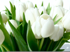 White Tulips Flowers Image