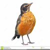 Clipart Robin Bird Image