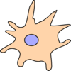 Dendritic Cell Rosa Clip Art