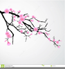 Cherry Blossom Free Clipart Image